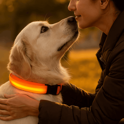 led hundehalsband fuer sichere abendspaziergaenge