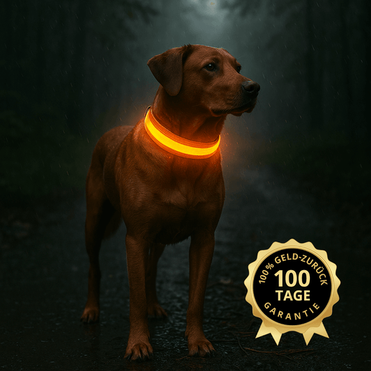 led hundehalsband luminoxtm bei dunklem spaziergang